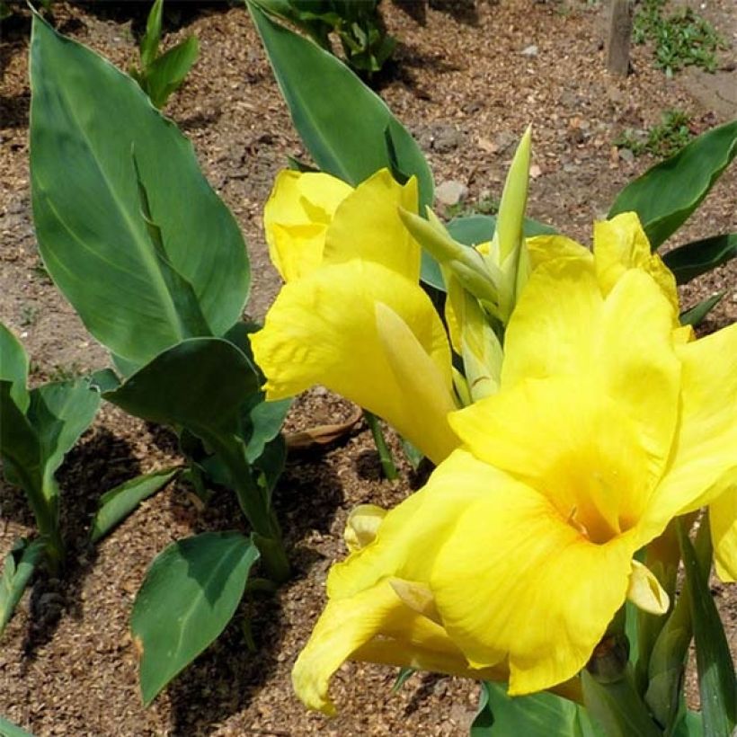 Canna Felix Ragout - Caña de las Indias (Follaje)