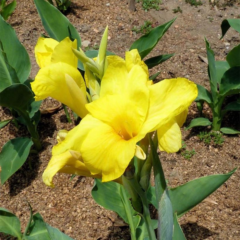 Canna Felix Ragout - Caña de las Indias (Floración)