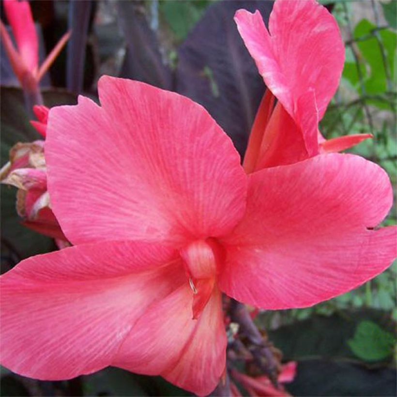 Canna Felix Roux - Caña de las Indias (Floración)