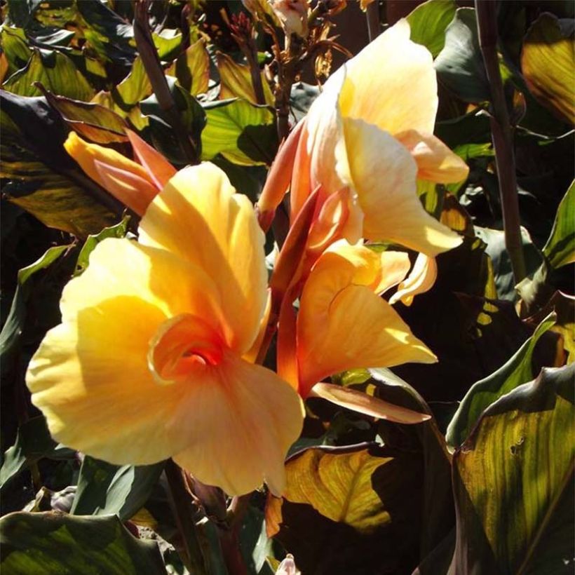 Canna Louis Cottin - Caña de las Indias (Floración)