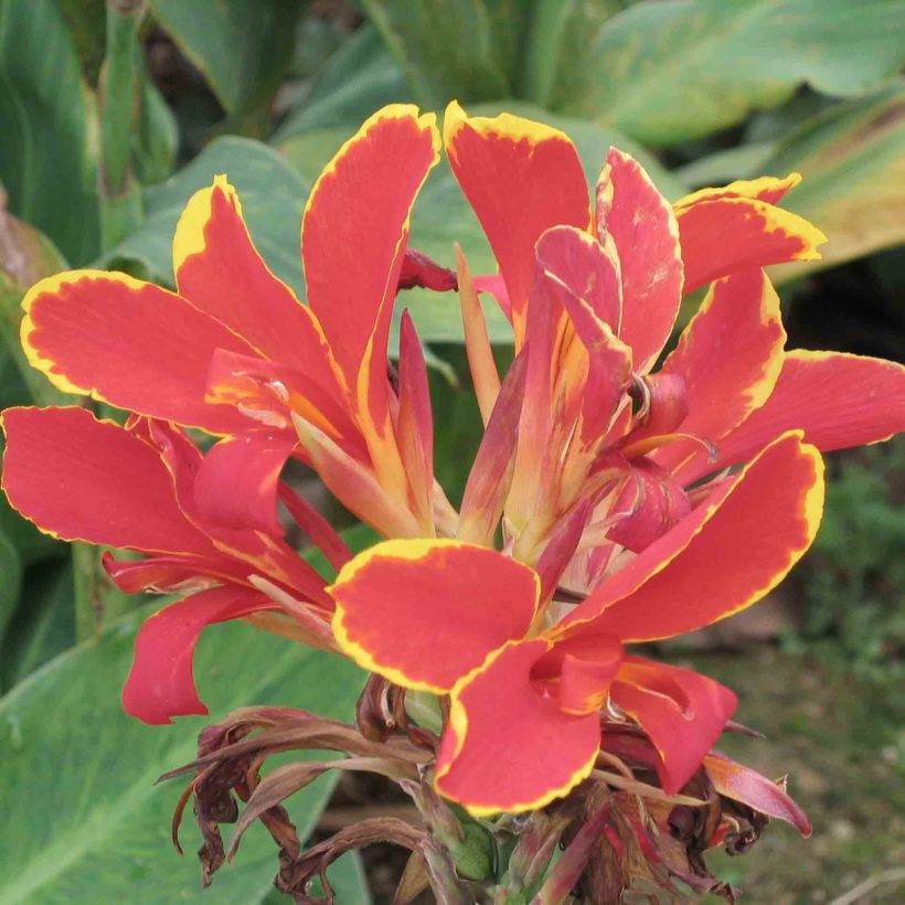 Canna Lucifer - Caña de las Indias (Floración)