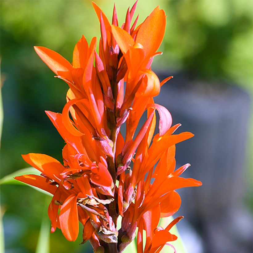 Canna Marabout - Caña de las Indias (Floración)