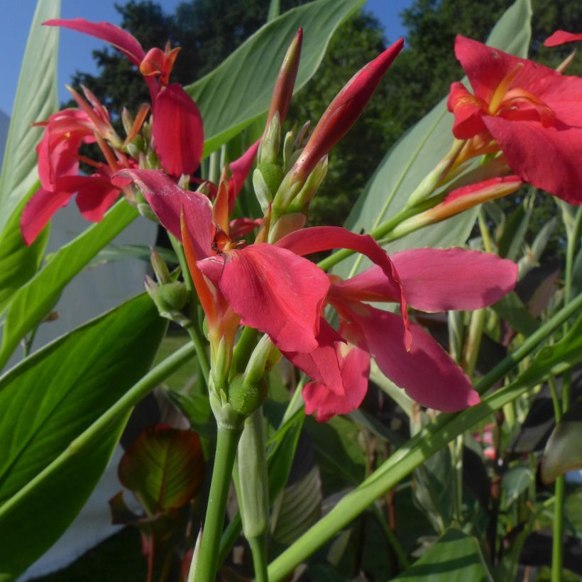 Canna Perkeo - Caña de las Indias (Floración)