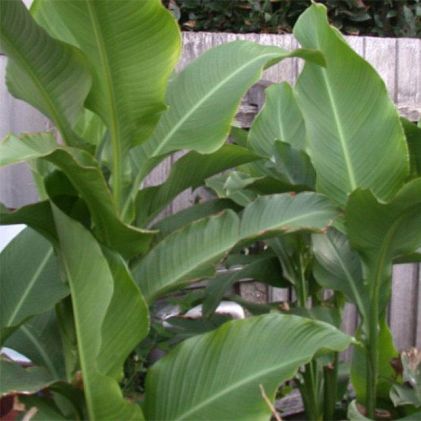 Canna Petit Poucet - Caña de las Indias (Follaje)