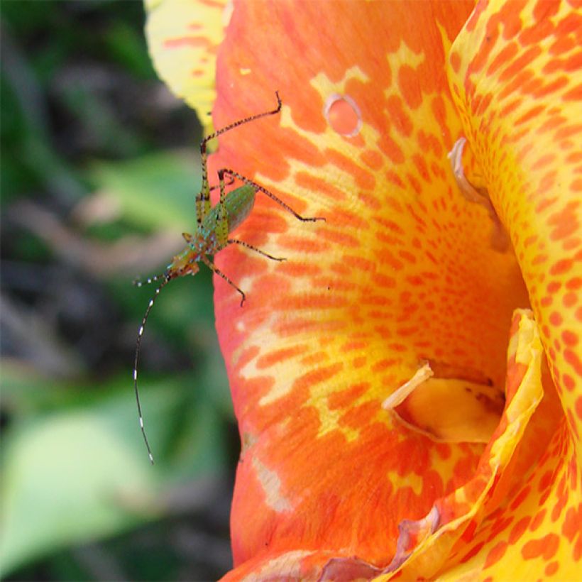 Canna Petit Poucet - Caña de las Indias (Floración)