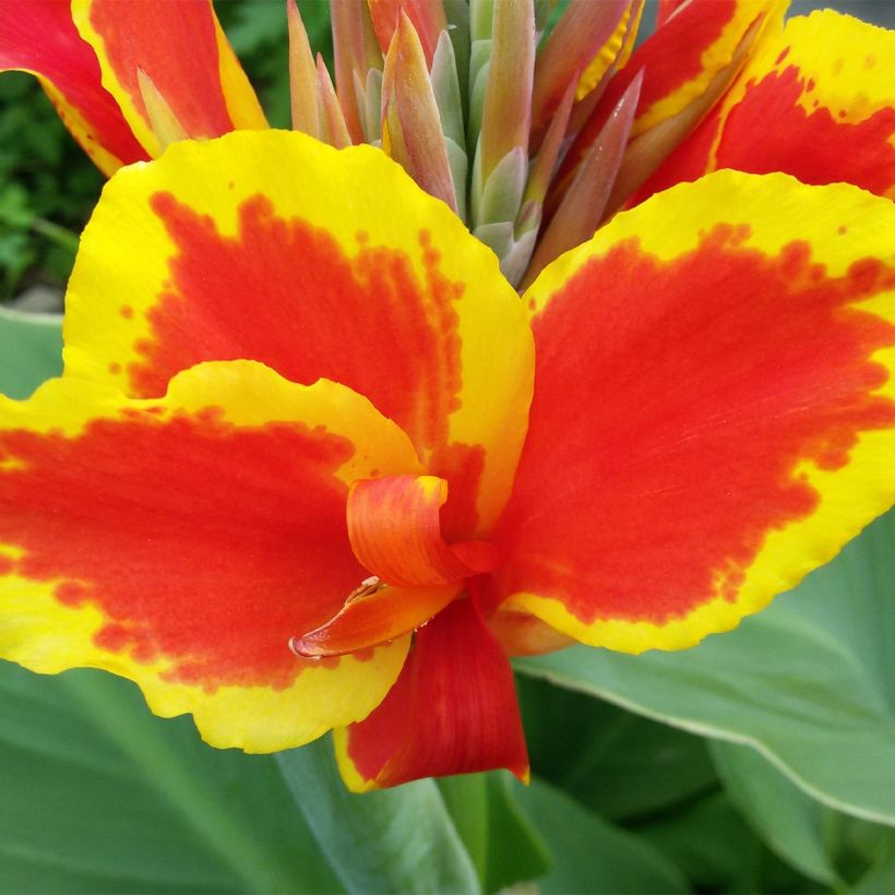 Canna Queen Charlotte - Caña de las Indias (Floración)