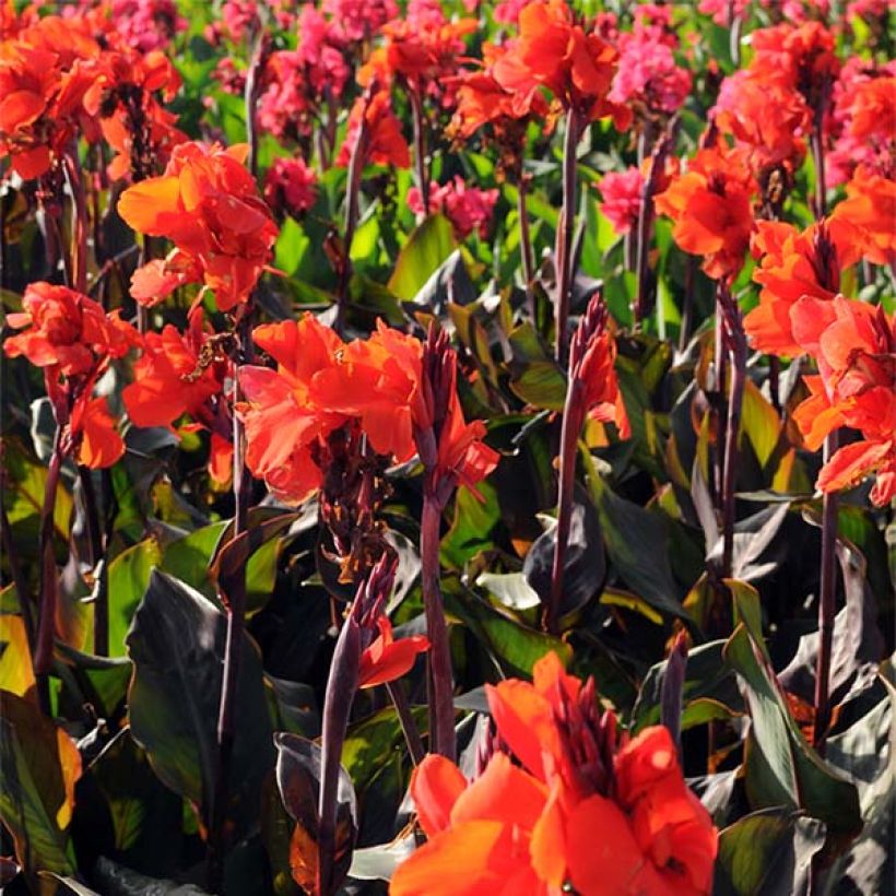 Canna Red King Humbert - Caña de las Indias (Floración)