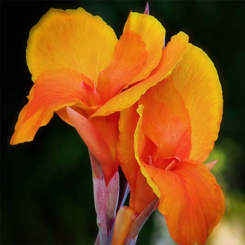 Canna Semaphore - Caña de las Indias (Floración)