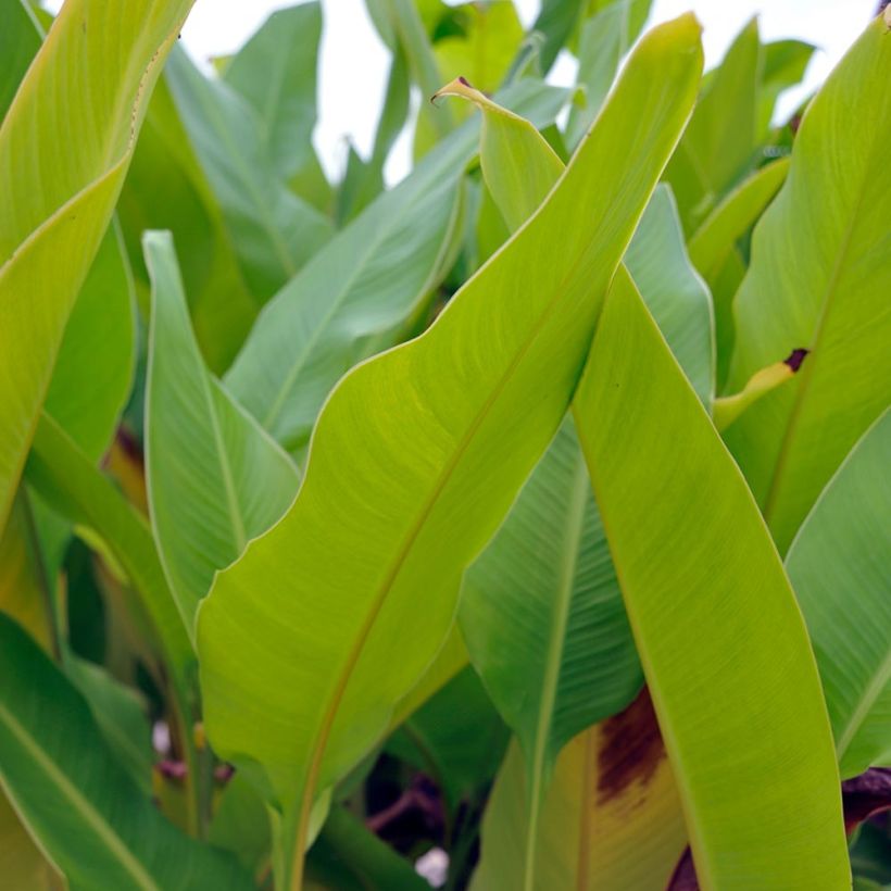 Canna Strasbourg - Caña de las Indias (Follaje)