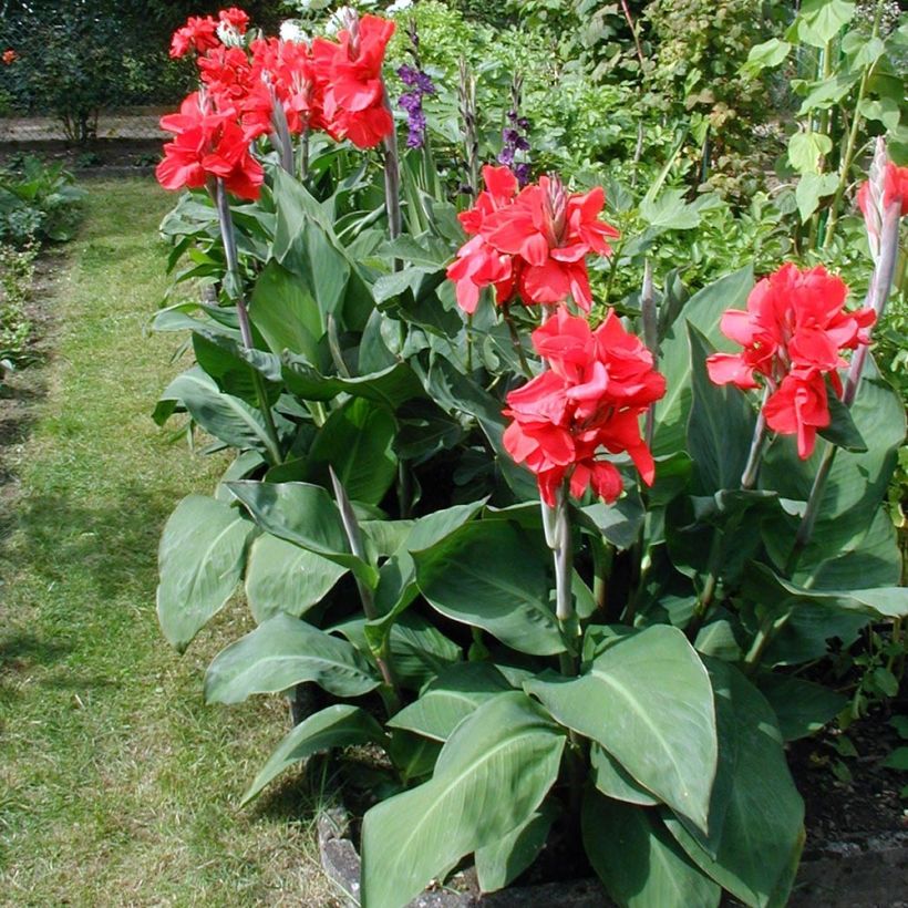 Canna Strasbourg - Caña de las Indias (Porte)