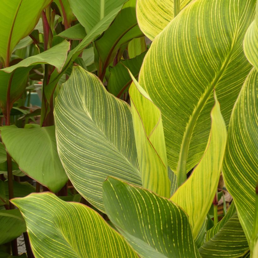 Canna Striata - Caña de las Indias (Follaje)