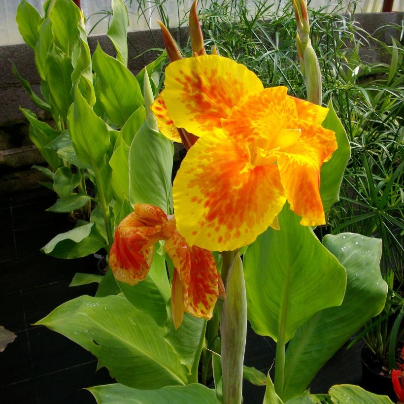 Canna Taroudant - Caña de las Indias (Floración)