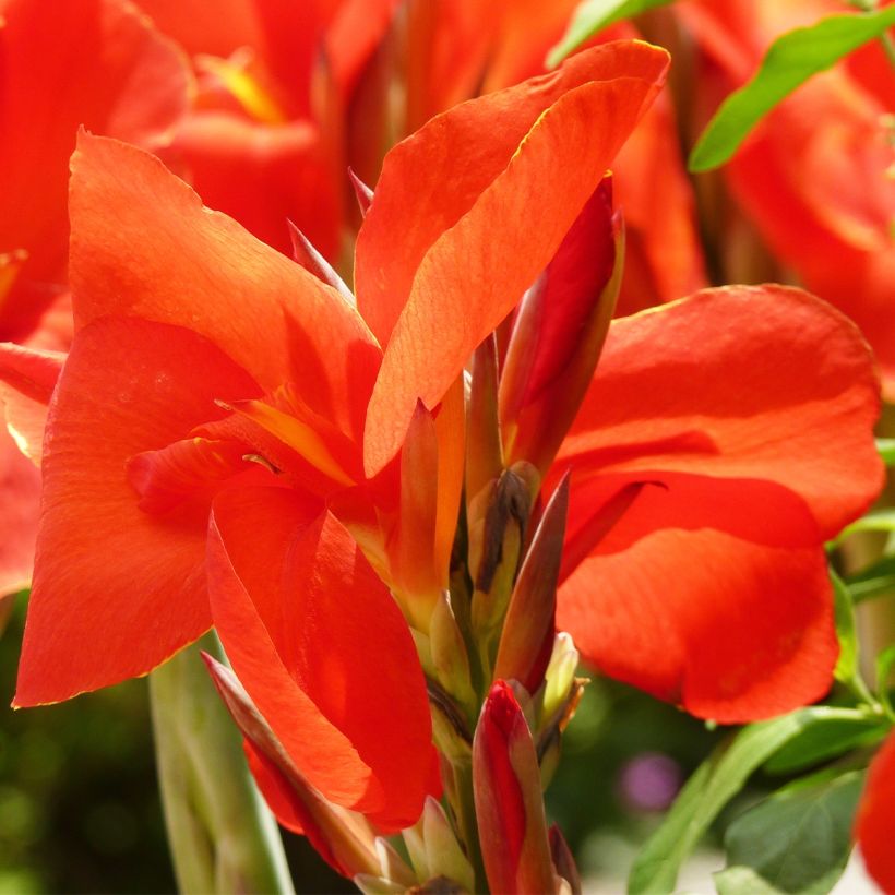 Canna Tarouking - Caña de las Indias (Floración)