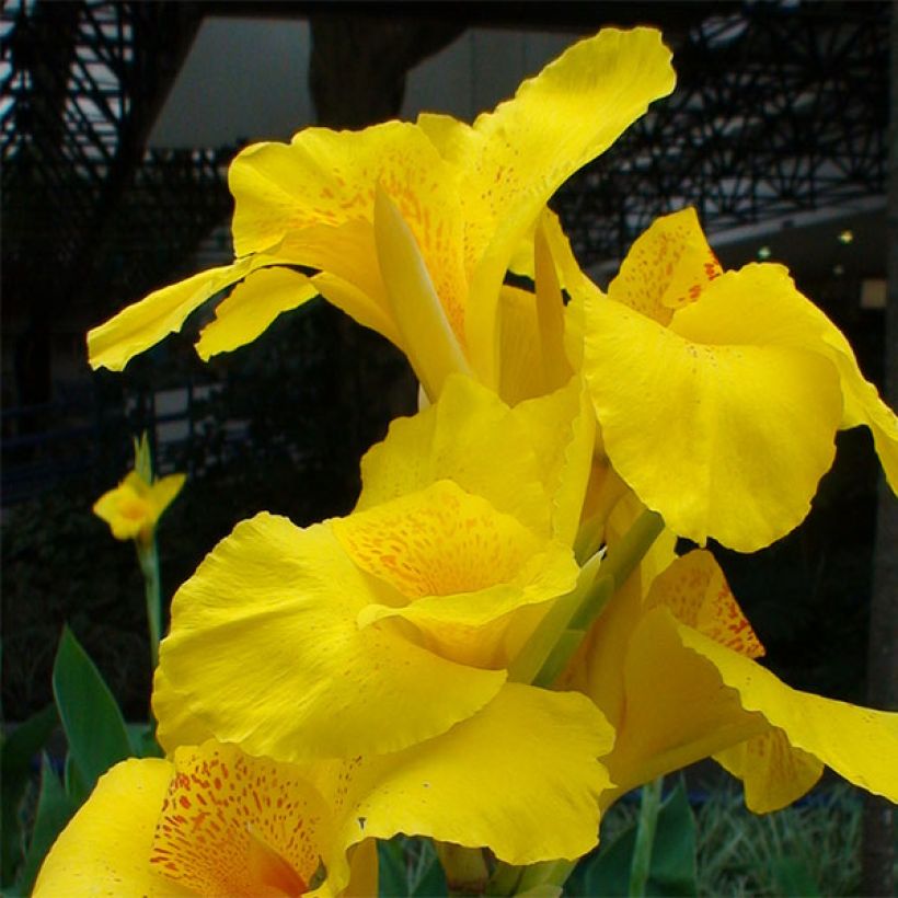 Canna Yellow Humbert - Caña de las Indias (Floración)