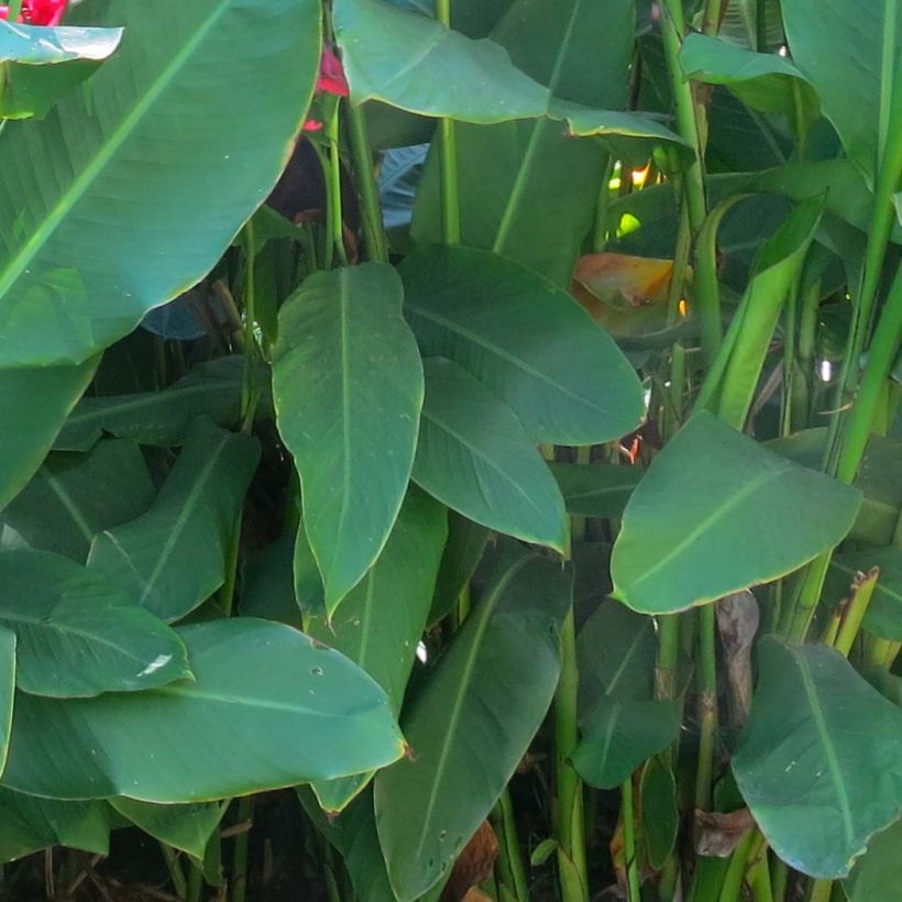 Canna iridiflora (Follaje)