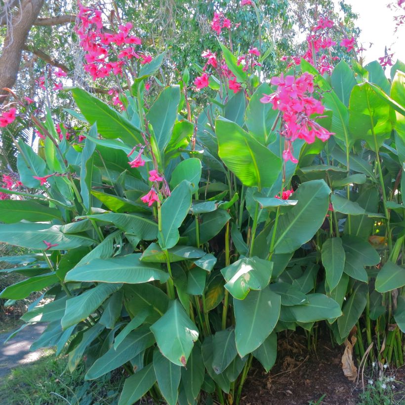 Canna iridiflora (Porte)