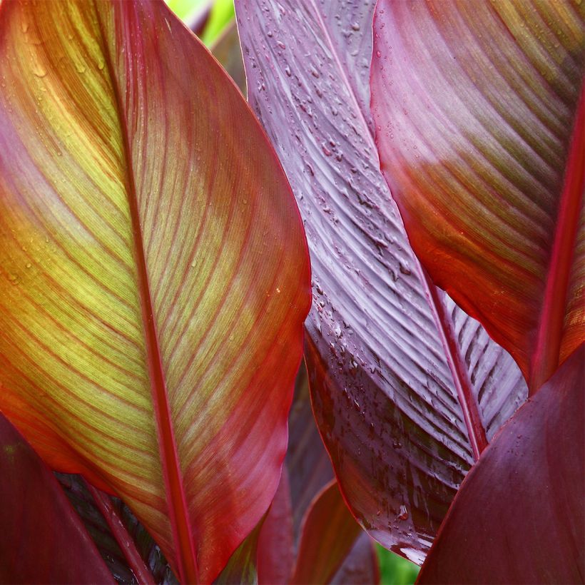 Canna Red Wine - Caña de las Indias (Follaje)