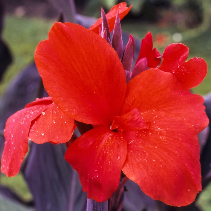 Canna Red Wine - Caña de las Indias (Floración)