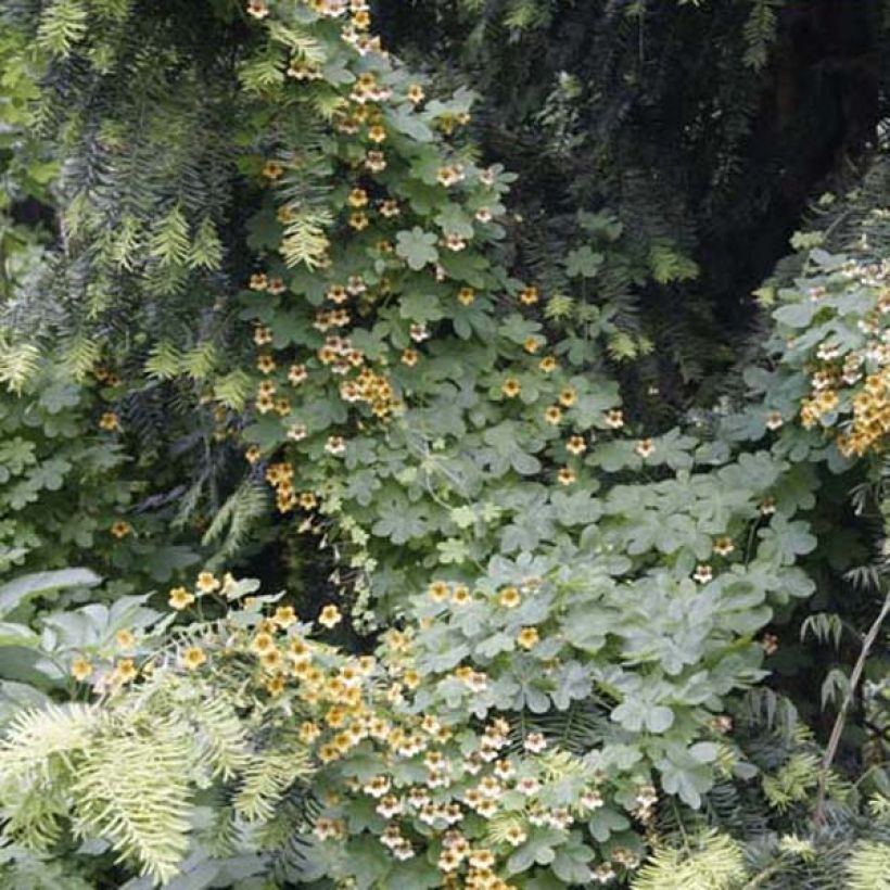 Tropaeolum ciliatum (Porte)