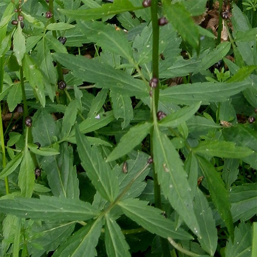 Cardamine bulbifera (Follaje)