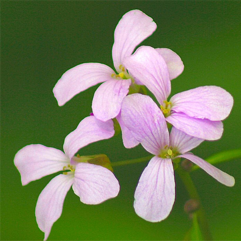 Cardamine bulbifera (Floración)