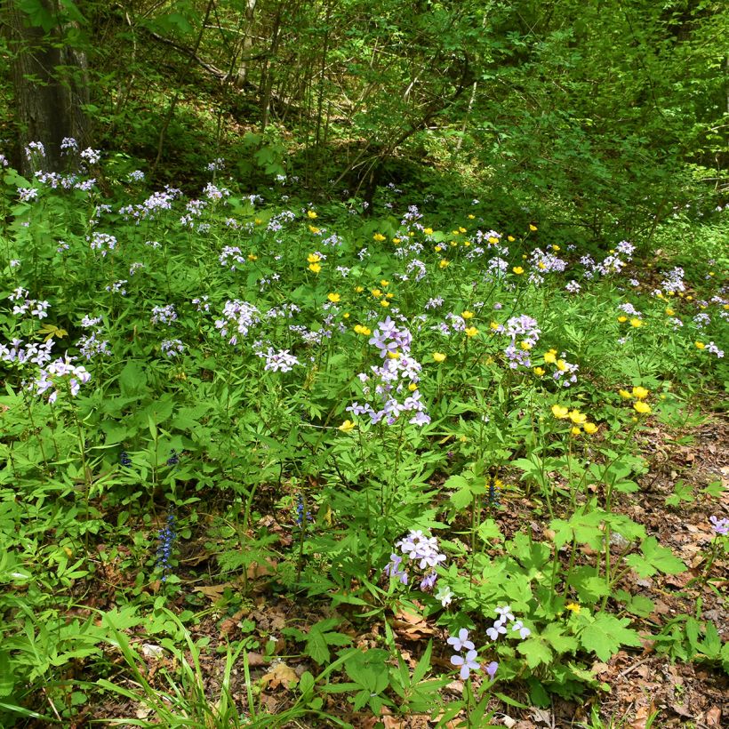 Cardamine bulbifera (Porte)