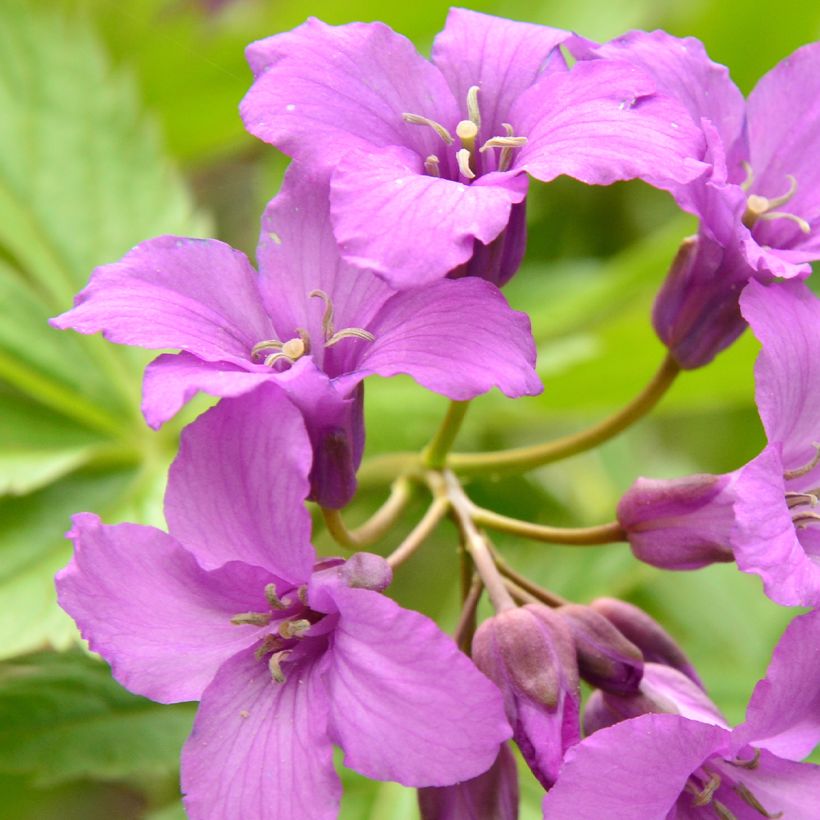 Cardamine pentaphylla (Floración)