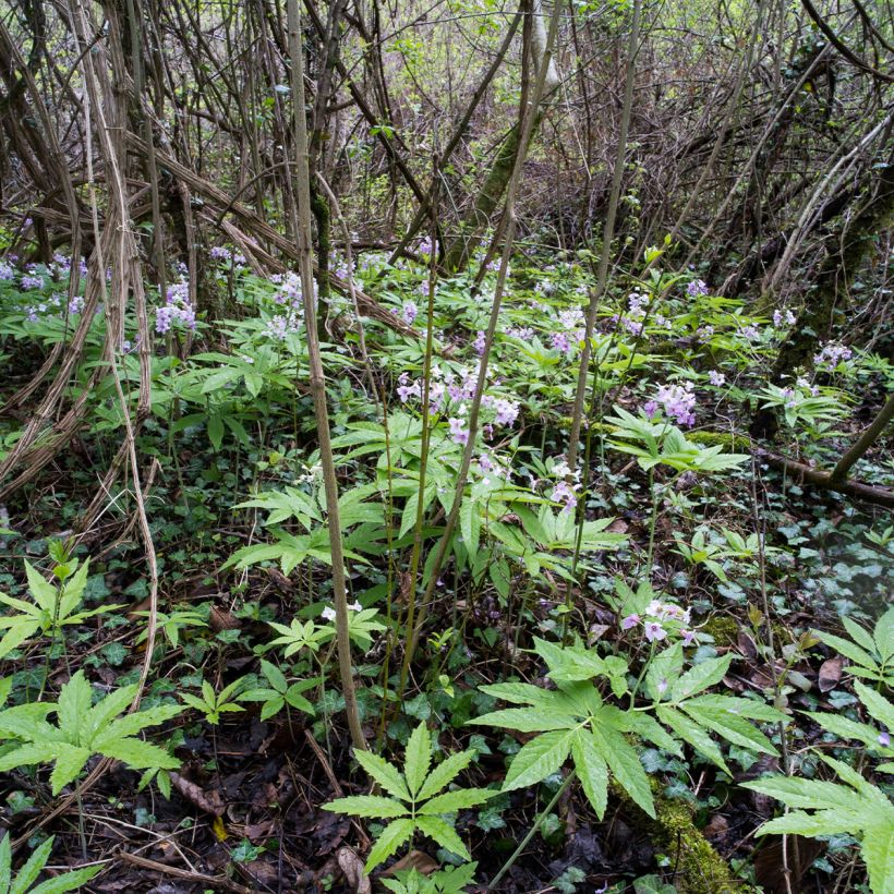 Cardamine pentaphylla (Porte)