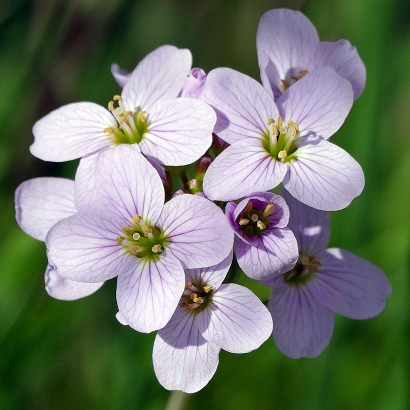 Cardamine pratensis (Floración)