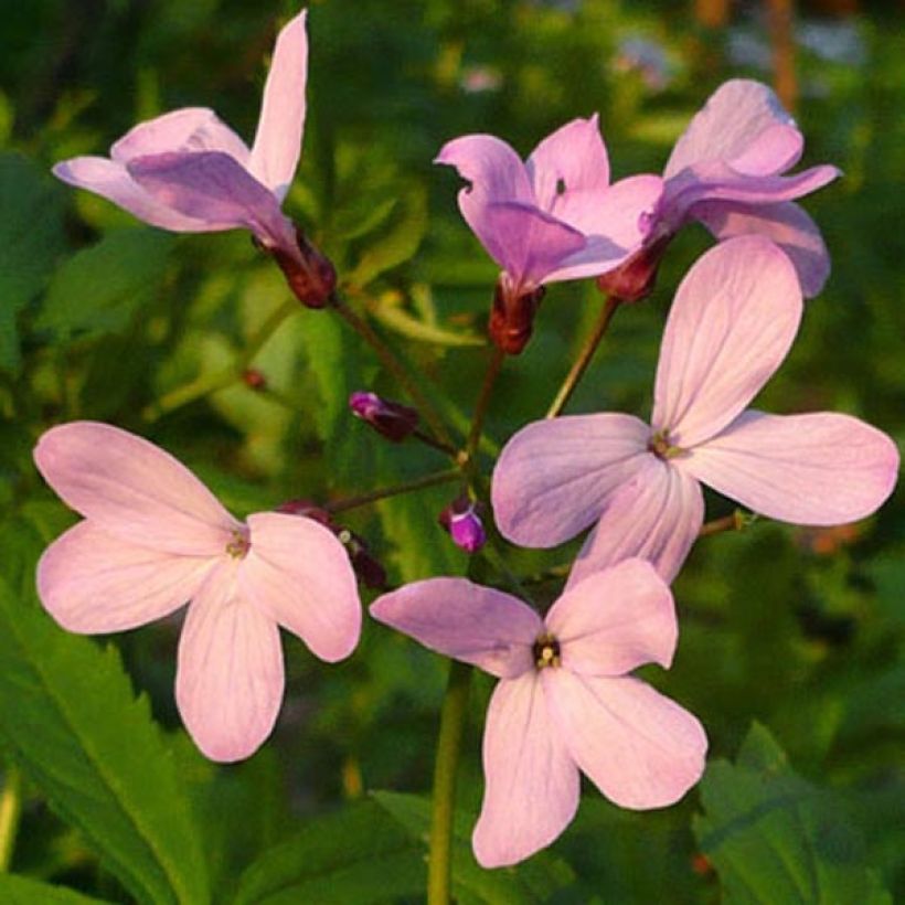 Cardamine quinquefolia (Floración)