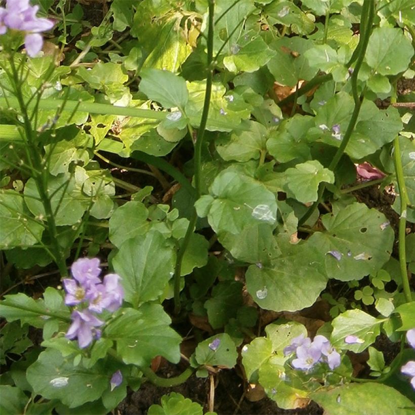 Cardamine raphanifolia (Follaje)