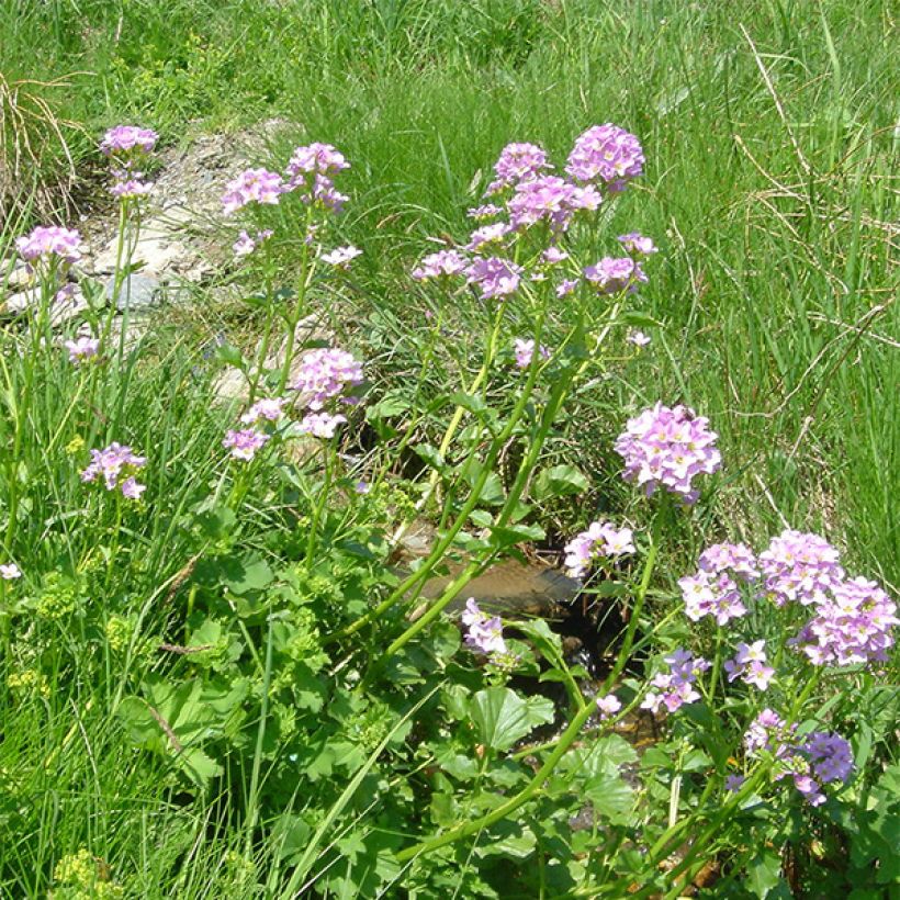 Cardamine raphanifolia (Floración)