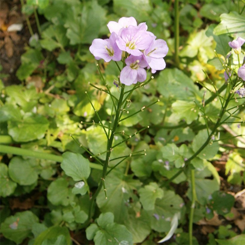 Cardamine raphanifolia (Porte)