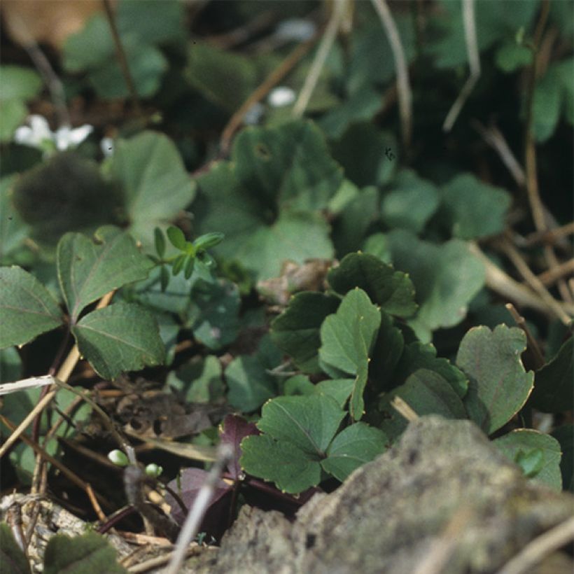 Cardamine trifolia (Follaje)