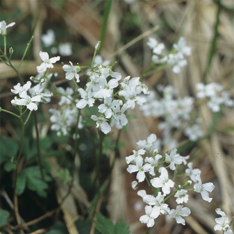 Cardamine trifolia (Floración)