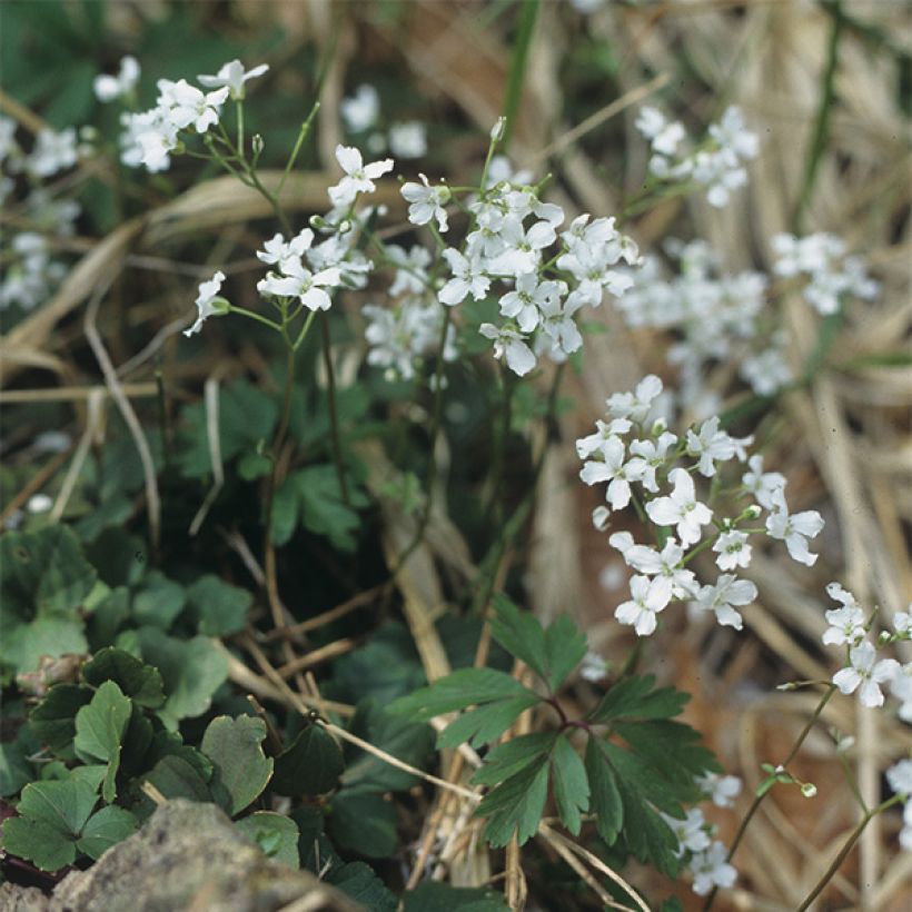 Cardamine trifolia (Porte)