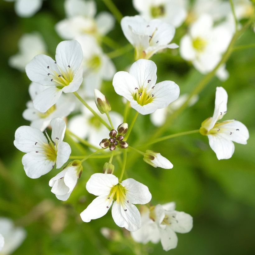 Cardamine yezoensis (Floración)