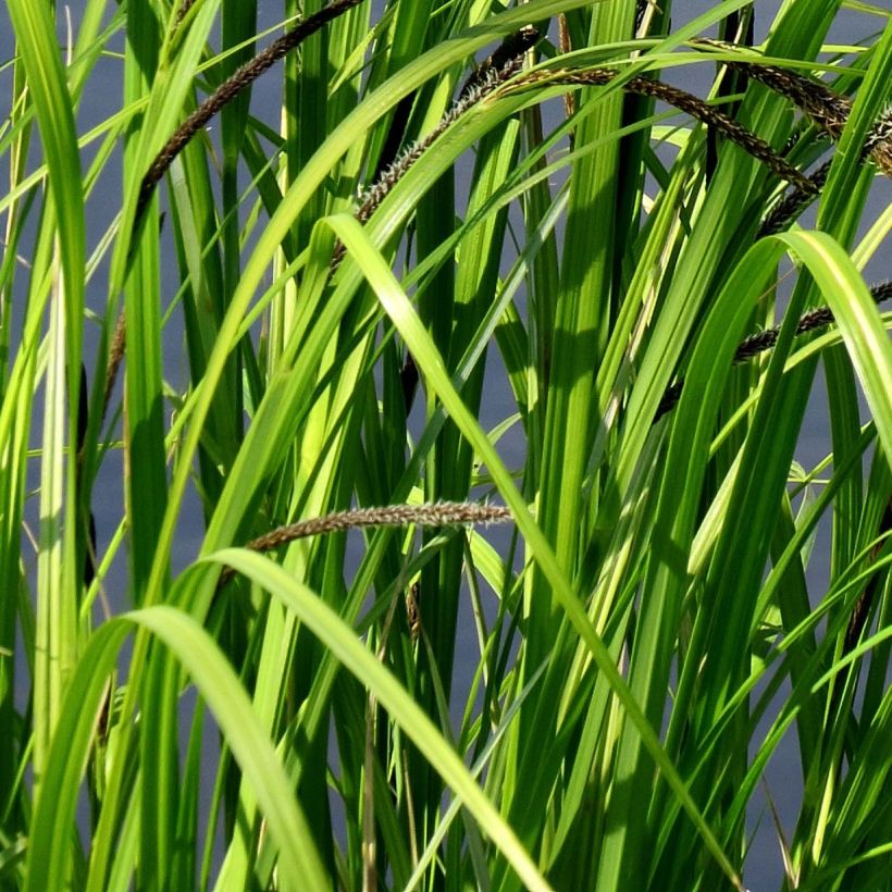 Carex acutiformis (Follaje)