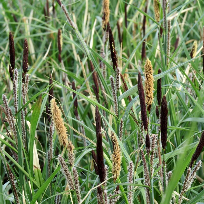 Carex acutiformis (Floración)