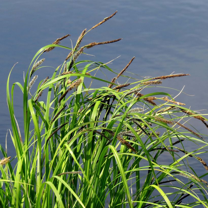 Carex acutiformis (Porte)