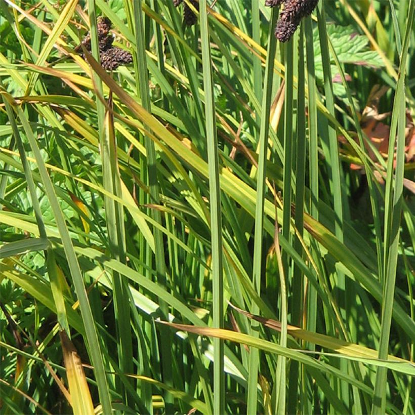 Carex atrata (Follaje)