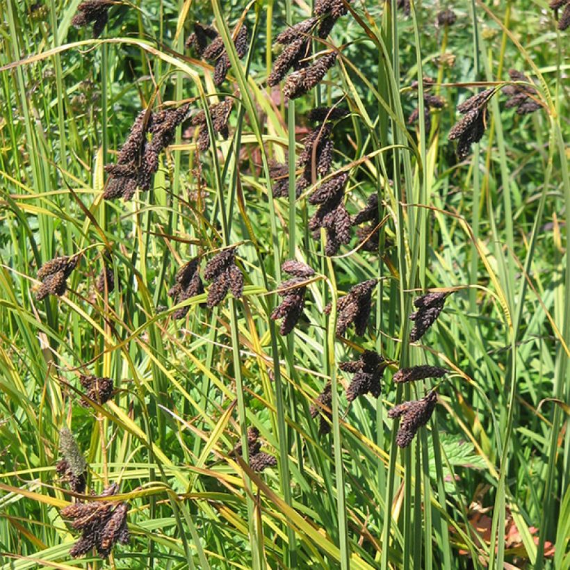 Carex atrata (Floración)