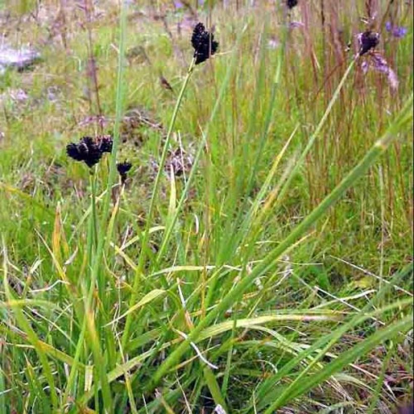 Carex atrata (Porte)