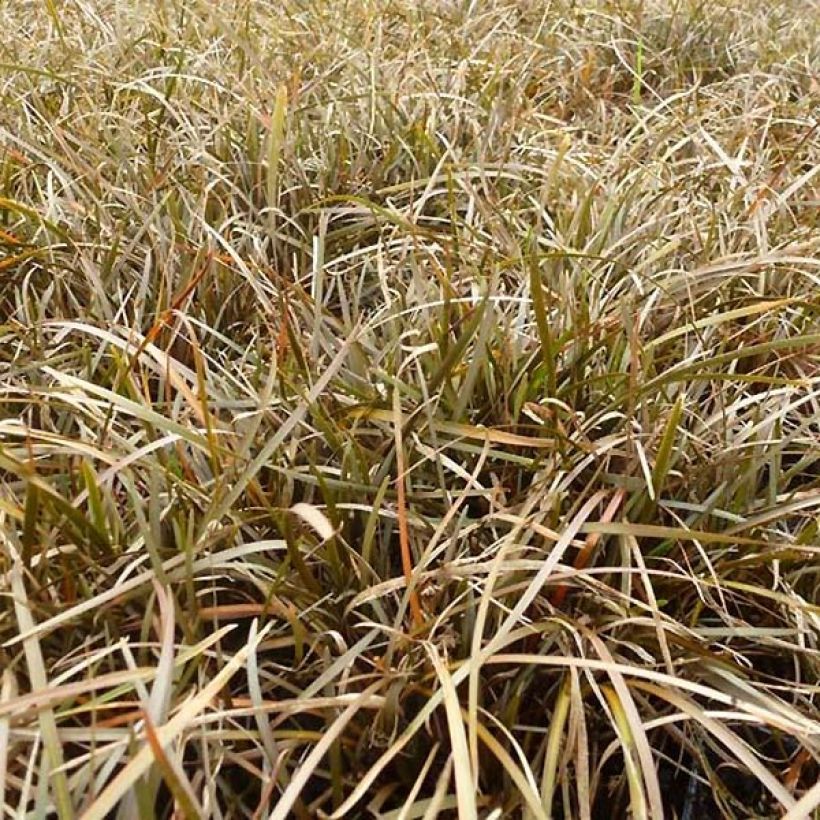 Carex berggrenii (Follaje)