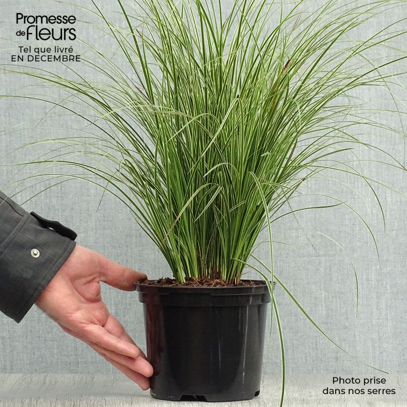 Carex brunnea Variegata - Laîche - Pot de 2L/3L Ejemplar entregado en invierno