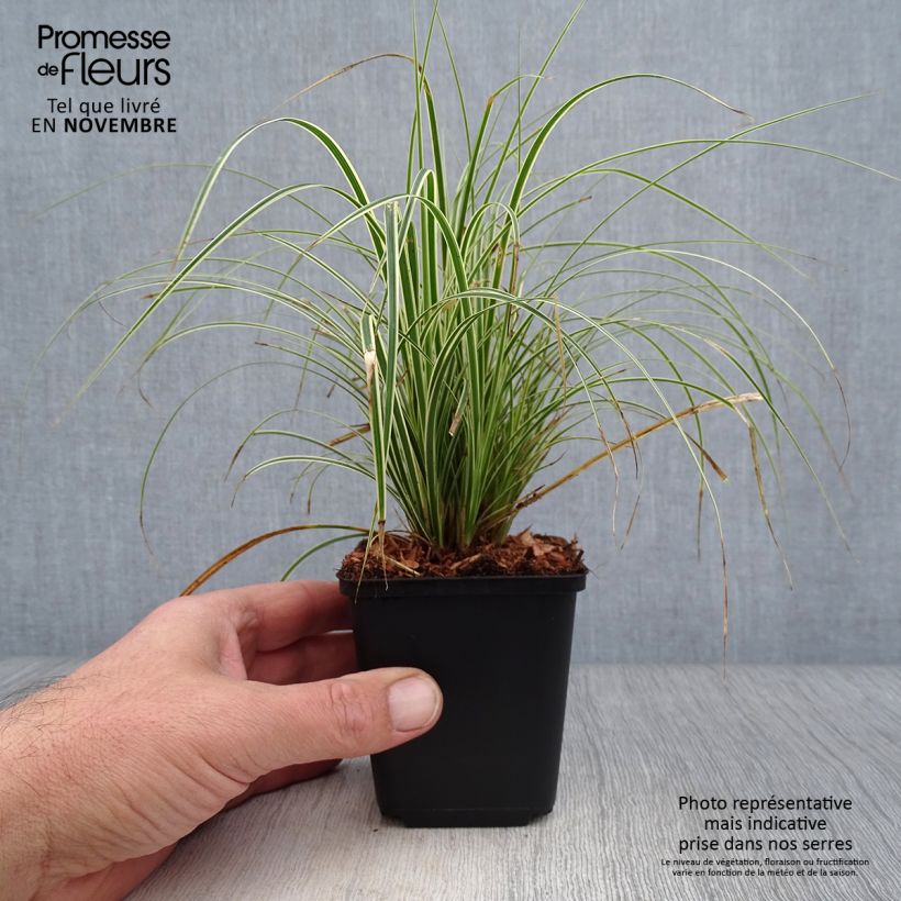 Ejemplar de Carex brunnea Variegata - Laîche - godet de 8/9cm entregado en otoño