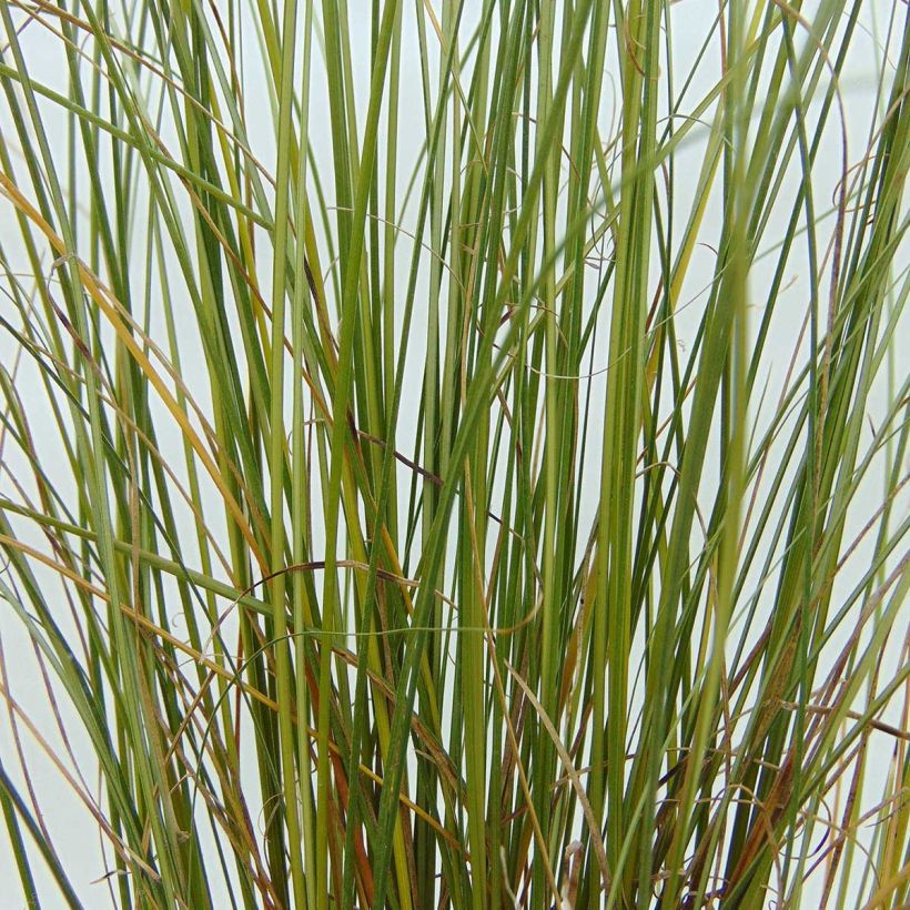 Carex buchananii Viridis (Follaje)