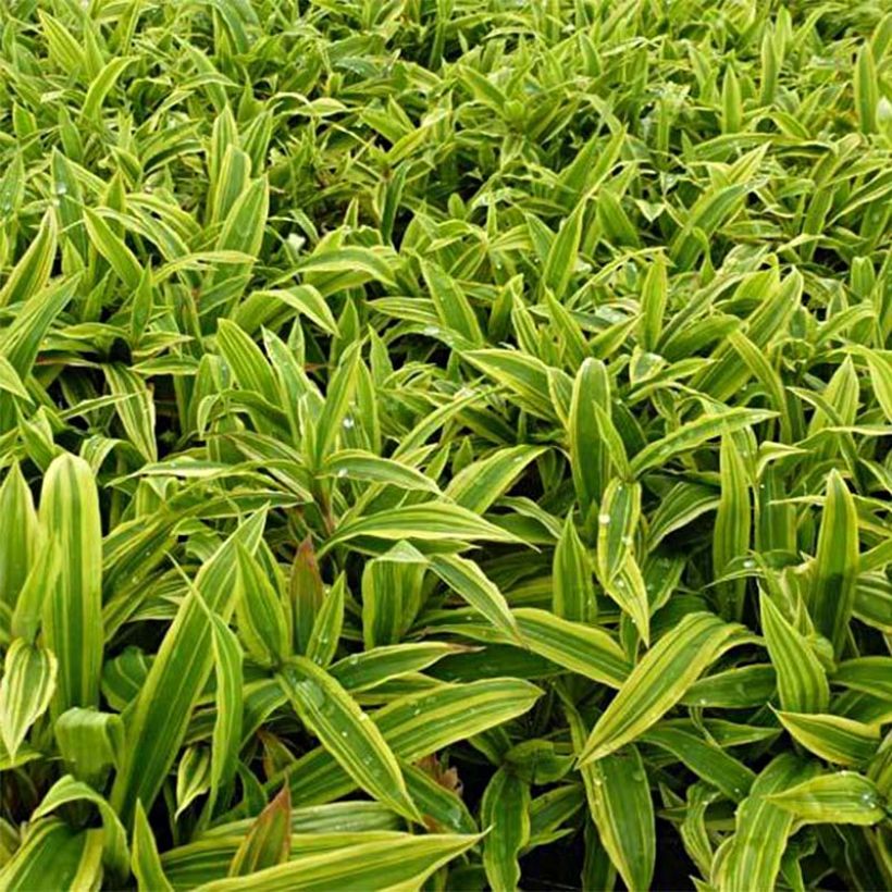 Carex ciliatomarginata Shima Nishiki (Follaje)