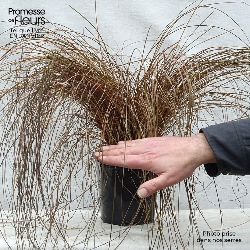 Carex comans Bronze Form en pot de 2L/3L Ejemplar entregado en invierno