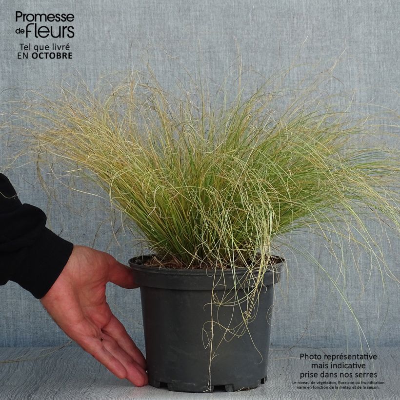 Ejemplar de Carex comans Frosted Curls en pot de 2L/3L entregado en otoño